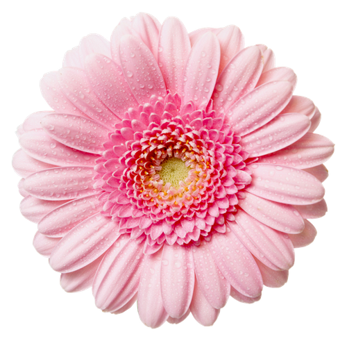 flower1.png