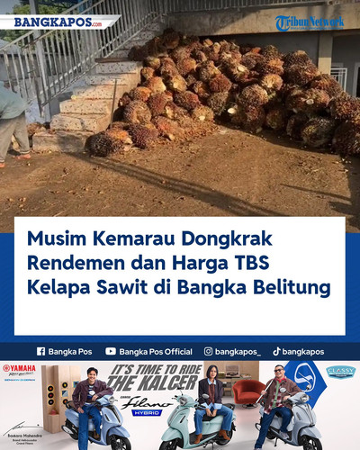 IG YAMAHA 20260718 153115 Musim Kemarau Dongkrak Rendemen dan Harg.jpg