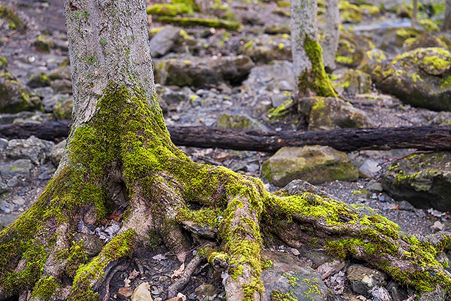 Sony FE 24-70mm F2.8 GM II Review -- Gallery Image