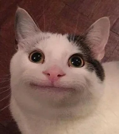 cat meme.jpg