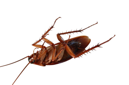 Termite Control Baltimore.jpg