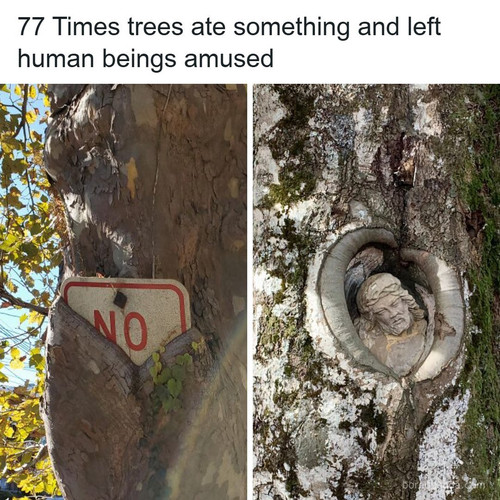trees eating things pictures.jpg