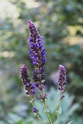 hanna plants NZKi1w7HUcM unsplash.jpg