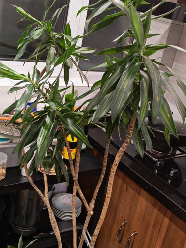 plant.jpg