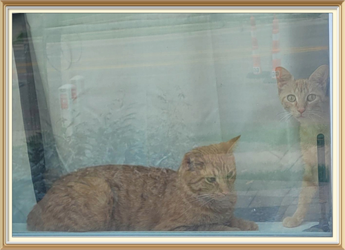 oobccatpaintingtemp.2
