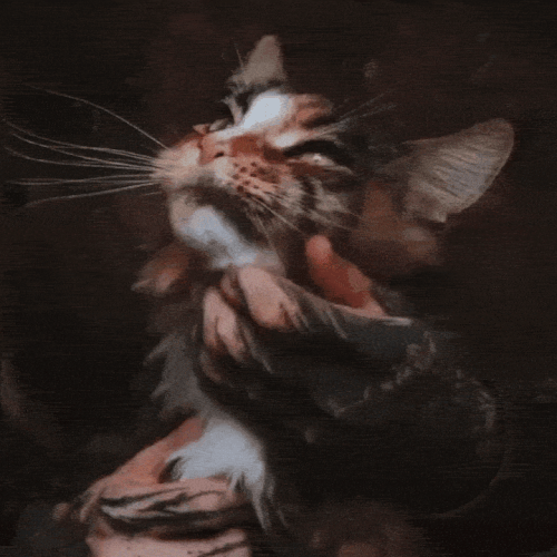 IMG 7980.gif