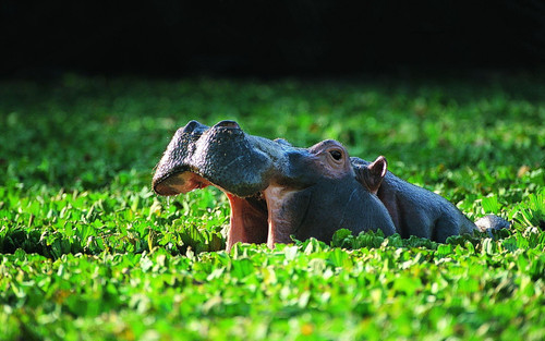 2467166 hippo wallpapers.jpg