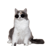 cat2.png