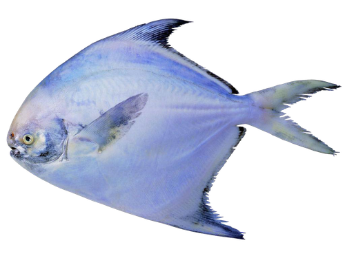 black pomfret pampus argenteus fish seafood ornamental fish b99d9d5683d6bffde05f7f0315481b6d.png
