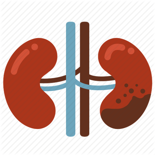 kidney failure kidney disease computer icons kidney disease cliparts 0928581309774165d105143035a73ea.png
