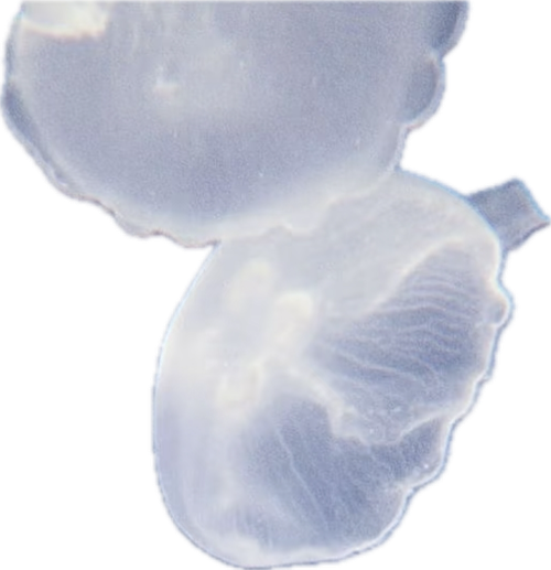 %E4%B8%BB%E9%A2%98%20(12).png