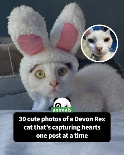 faith the perm cat sharing.jpg