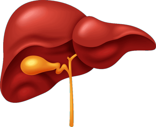liver human body organ gallbladder human digestive system liver human 22d4440861576e3998703548ff847b.png