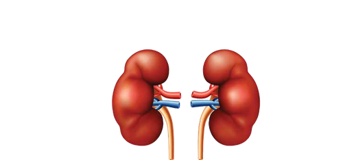 chronic kidney disease detoxification liver kidney failure kidney disease 703547635f14b0600e9bbea803.png