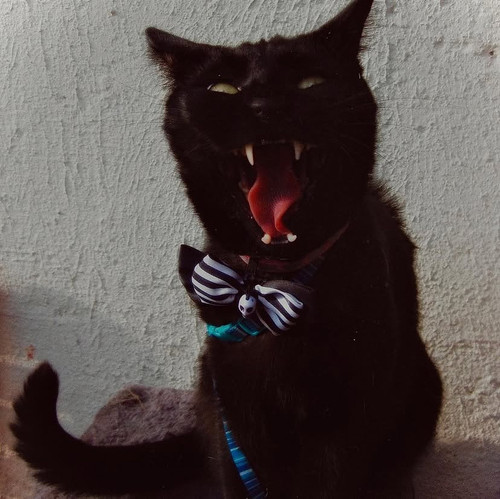 black cat