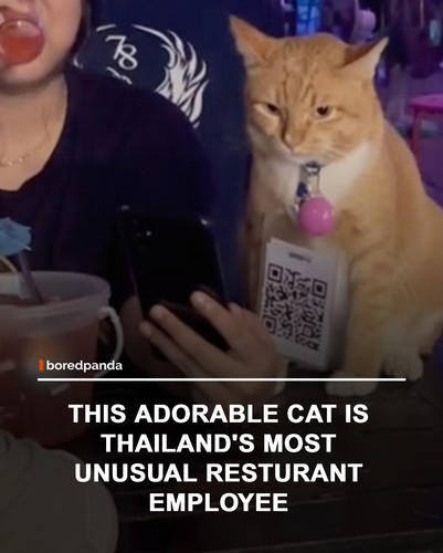 img facts.jpg