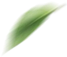 竹叶1.png