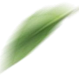 竹叶1