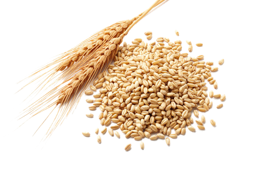 wheat germ oil atta flour cereal germ wheat berry wheat 133cb005582c3ef43f674f5ba41a7b0a.png