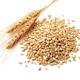 wheat germ oil atta flour cereal germ wheat berry wheat 133cb005582c3ef43f674f5ba41a7b0a