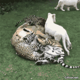 1000003822.gif