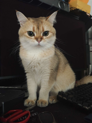 cat.jpg