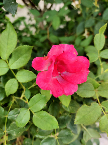 IMG 20260708 162233 437.jpg