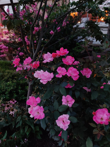 IMG 20260708 162028 372.jpg