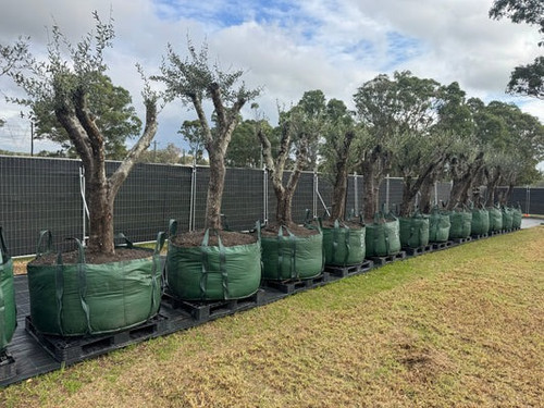 Buy Feature Trees & Plants in Australia for Landscaping.jpg