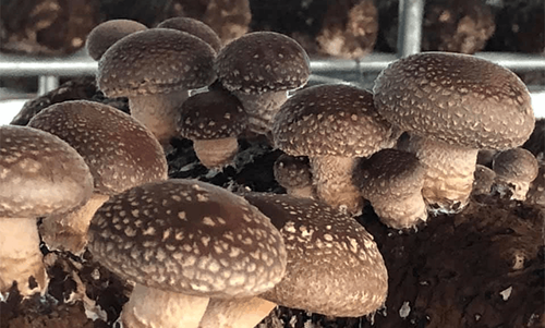 Professional Shiitake Seeds Factory Supporting Mushroom Farmers.png