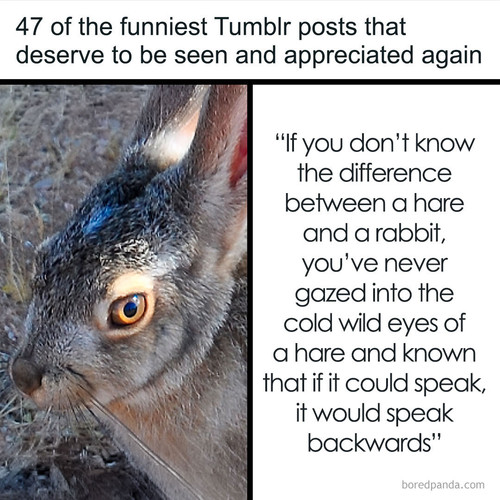 funny tumblr posts theuglysideoftumblr.jpg