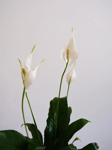 Melbourne Indoor Plants | Office & House Plant Delivery.jpg