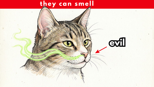 How Cats Recognize a Bad Person 12 Signs You Never Notice.png