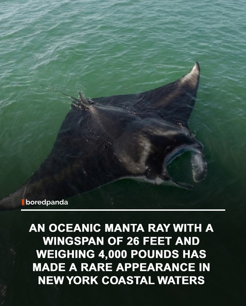 img facts (4).jpg
