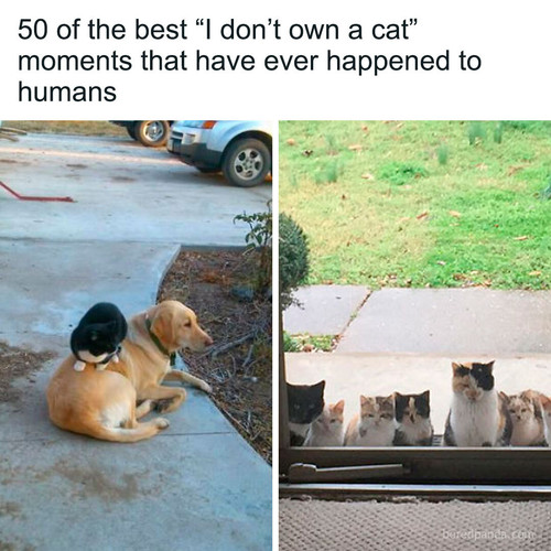 animals.jpg