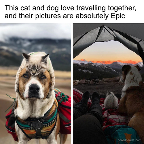 dog cat travelling cynthia bennett baloo henry.jpg