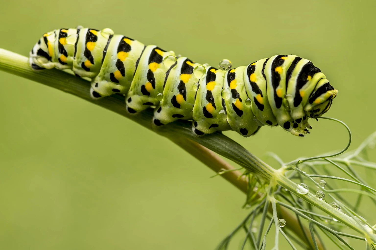 Caterpillar, available light, tripod.