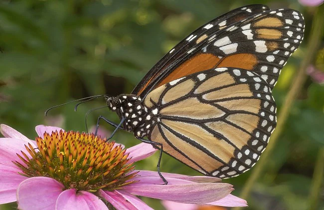 Butterfly, available light, handheld.