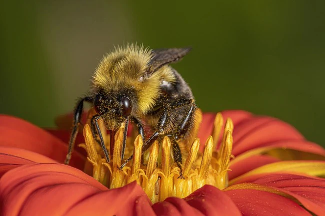 Bee in a flower.  Flash, 50-200mm zoom lens with a Raynox 150 close-up filter.