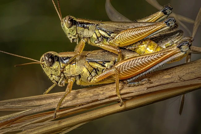 Amorous insects