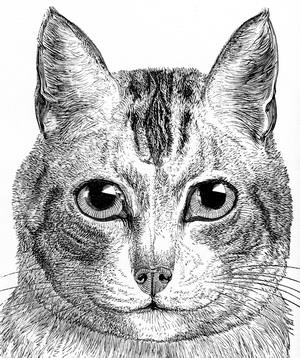 catface.jpg