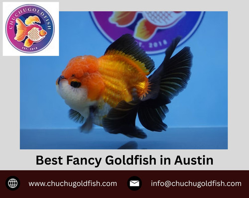Best Fancy Goldfish in Austin.jpg