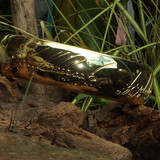 008 Weta giant Ring Prop Replica