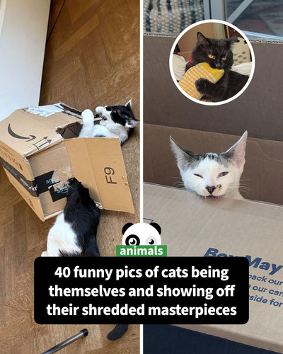 shredder stapler cats sharing.jpg