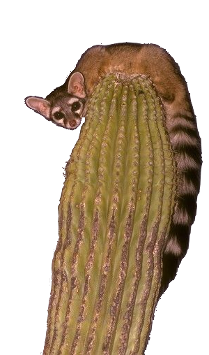 ring tail cat.png