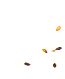 Graines copie.png