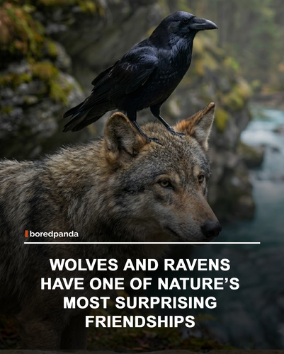img facts.png