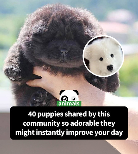 cute dogs photos puppyofday.jpg