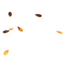 Graines.png