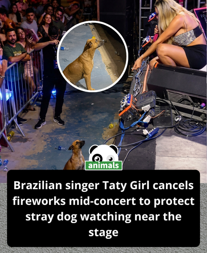 865. During a live concert in Brazil, singer Taty Girl noticed an unexpected guest near the stage a .png